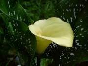 Zantedeschia elliottiana